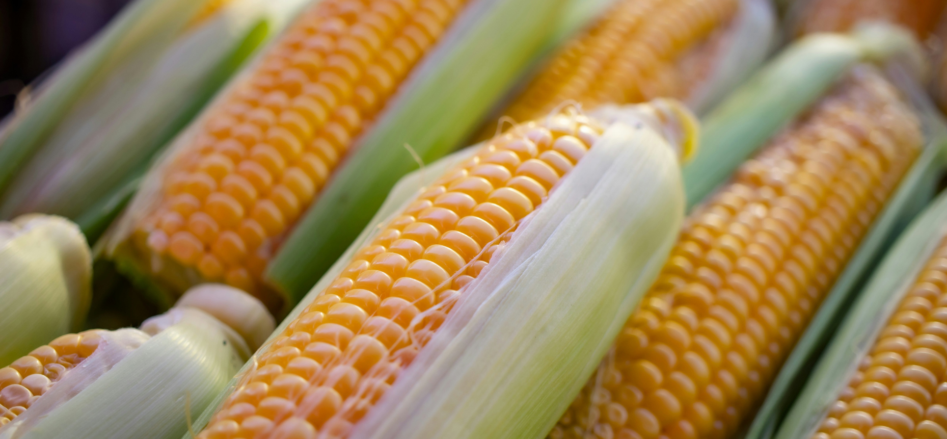 corn